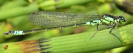 till EU. De senaste åren har flera insekter konstaterats expandera sin utbredning åt norr, vilket kan vara ett resultat av den globala uppvärmningen.