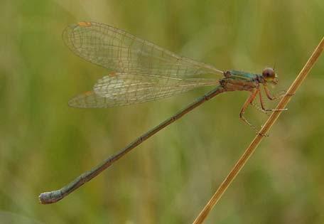 För Europas mest sällsynta och hotade trollslända, dvärgflicksländan Nehalennia speciosa har en ny förekomst upptäckts i Östergötland.