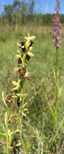 Följande arter är karaktäriska för extremrikkärr och används som indikatorer på välutvecklade rikkärr med högt värde; blodnyckel (Dactylorhiza incarnata ssp.