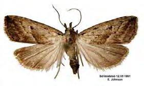 Litet malfly 1 (Hypenodes humidalis) (Doubleday, 1850) Snedstreckat mottfly 1 (Schrankia