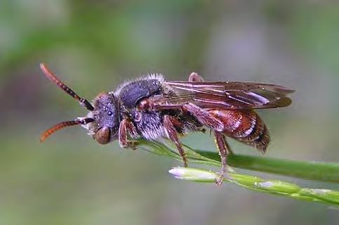 Länsstyrelsen Östergötland har därför under en rad år arbetat med inventeringar av gaddsteklar och under de senaste åren också med konkreta skötselåtgärder såsom restaurering av igenväxta sand- och