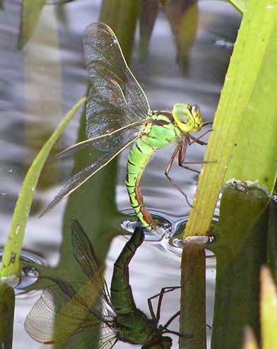 Projekt Trollsländor i Östergötland Projekt Trollsländor i Östergötland är ett inventeringsprojekt som drivs av Entomologiska Föreningen Östergötland (EFÖ) och som går ut på att under en femårsperiod