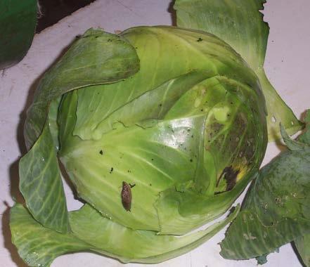 Sniglarna passerar ogärna över jord utan vegetation. För att förstärka skyddet kan man strö järn(iii)fosfat i form av Ferramol eller Sluxx längs fältkanterna och på den svarta jorden.