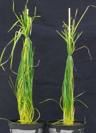 Triticum urartu