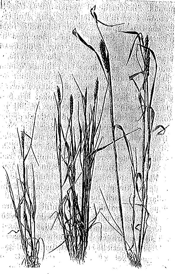 Vetedvärgsjuka 1918 Utbrott