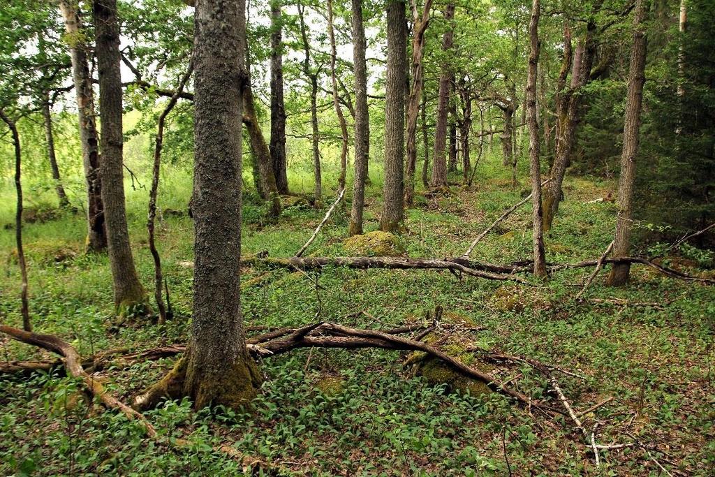 I rapporten redovisas påverkan och åtgärdsbehov för de bägge Natura2000 naturtyperna älvängar och svämlövskog.