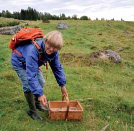 nipes), en liten, citrongul, starkt klibbig art. Kyrkogården en Noaks ark är en populärt skriven bok (Carlsson & Hultengren 2009) om lavar, mossor, svampar och annan mångfald på kyrkogårdarna.