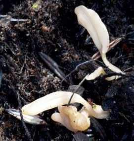 ar, vaxskivlingar och även lerskivlingar, såsom stinklerskivling (Camarophyllopsis foetens) och gulfotad lerskivling (C. micacea) i kalkrika, mossiga, gräsbevuxna vägkanter.