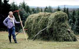 Fig. 15. Håkan Lindström hässjar ängshö år 1976 vid skogsodlingen Rigåsen i Liden, Medelpad. Foto Lennart Vessberg. Jordstjärnan.