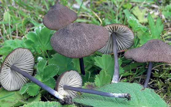 Entoloma anatinum, brunnsbackens prydnad Anders Janols skriver i mail: Rodnande lutvaxskivling, sepiavaxskivling och blårödling är nog de enda, av de ängssvampar som jag har erfarenhet av, som jag