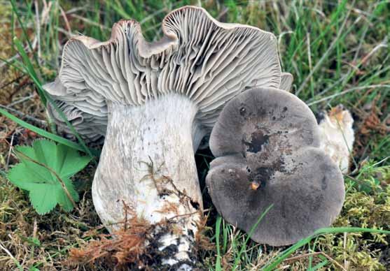 Fig. 9. Svartnande narrmusseron (Porpoloma metapodium) i kanske tusenårig grässvål vid Högänge naturreservat. Foto Lennart Vessberg.