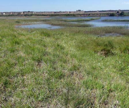 Våtmarken gynnar häckande och rastande vadarfåglar, t.ex. större strandpipare, mindre strandpipare och rödbena, som söker föda i de barlagda sankmarkerna.