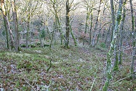 36. Näringsfattig ekkrattskog Nuläge En äldre deponi av slaggmaterial uppblandat med grus som domineras av högväxande gräs med inslag av blommande örter.
