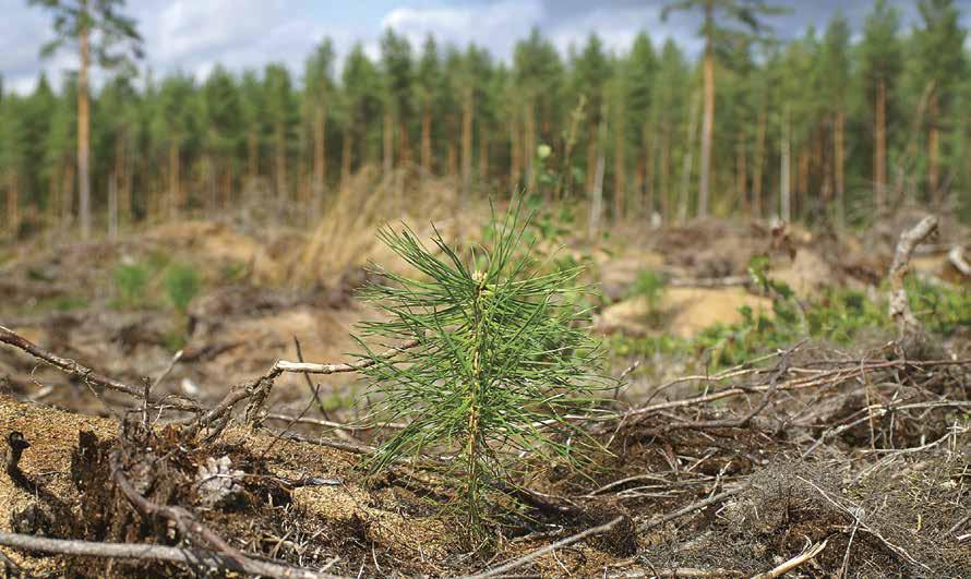 4 / Norrskogs Forskningsstiftelse / 2016 2016 / Norrskogs Forskningsstiftelse / 5 FoU-inriktning Norrskogs Forskningsstiftelse (NFS) ska med sin verksamhet främja lönsamheten i familjeskogsbruket,