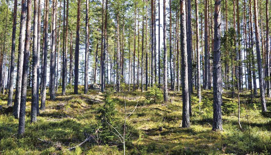 6 / Norrskogs Forskningsstiftelse / 2016 2016 / Norrskogs Forskningsstiftelse / 7 Under året avslutade och redovisade projekt Under år 2016 har fyra projekt slutförts och redovisats.