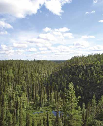 8 / Norrskogs Forskningsstiftelse / 2016 Virkesegenskaper som påverkar hållfasthet, såsom tjurved, kunde identifieras och visualiseras.