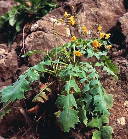I en rasbrant gjorde jag ett fynd, en ny lokal för en ettårig art av släktet Monanthes (Crassulaceae), vilket särskilt gladde Eric och plantor samlades in för odling.