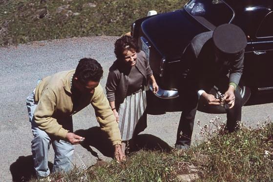 STORK & SWENSON Figur 7. Fältexkursion på Gran Canaria med (från vänster) Pepe Gonsález, Lotti Kercher och chauffören Samuel. Foto: Adélaïde Stork, mars 1962.