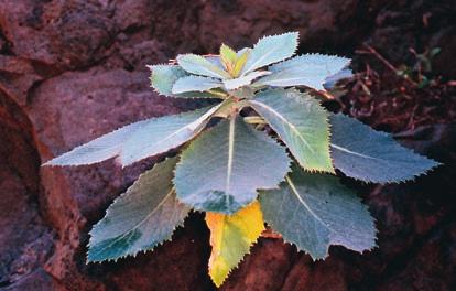 kanarievide Salix canariensis, f) japansk