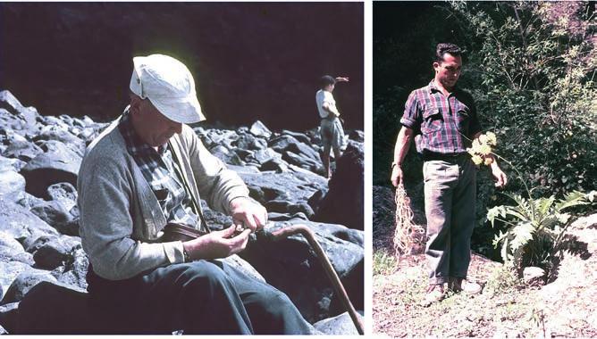 SVENTENIUS Figur 11. Till vänster ser vi Eric Sventenius med sin enkla käpp i färd med att gröpa ur en snäcka som mellanmål.