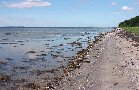 Engelskt marskgräs en invasiv art och dess danska historia Engelskt marskgräs Spartina anglica är en av få arter vars tillblivelse är känd nästan på dagen.