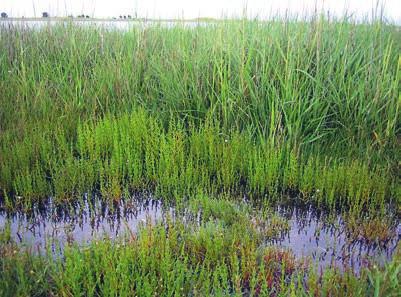 ADSERSEN m.fl. Figur 9. Glasörtssamhället i förgrunden är en lagligt skyddad naturtyp som här invaderas av marskgräs. Stavns Fjord, Samsø, 2006. Foto M. S. Randløv.