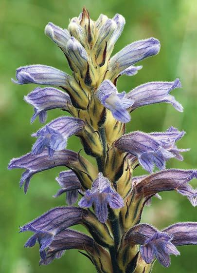 STYRELSEN INFORMERAR Röllikesnyltroten hotad på Öland Röllikesnyltrot Orobanche purpurea har en enda årsviss växtplats i Sverige, på en sandig, ogödslad ängsmark i Borgholms kommun på norra Öland.