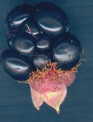 intersection, and a fruit.