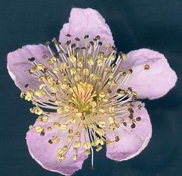 Stiplerna och den täthåriga blombottnen är också likartade.