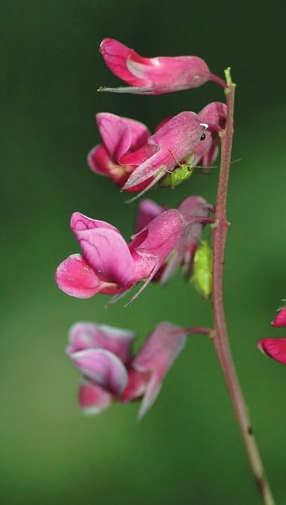 Botanisk resa i Baltikum Våra tre baltiska grannländer ligger inte långt bort, men har ändå väldigt mycket nytt och spännande att bjuda på i blomsterväg.