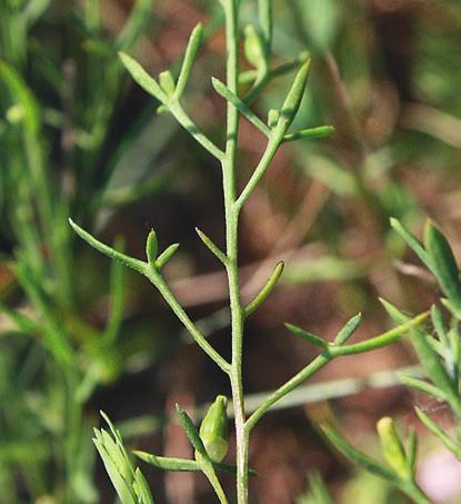 BLOMGREN Figur 7. Sommarsilja Seseli annuum och linbladig spindelört Thesium linophyllon växte i en torrbacke i Varnika. Foto: Evastina Blomgren.