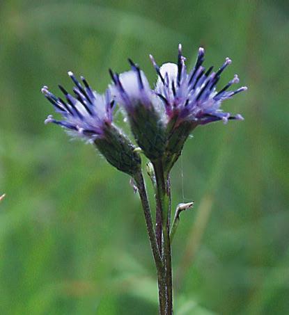 Där fanns den lilla gulblommiga dynsporren Linaria loeselii och sandhaverroten Tragopogon floccosus ssp. heterospermus. Det väntade ytterligare en lokal i närheten av Kuldiga.