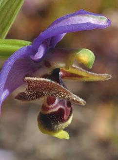 umbilicata ssp. rhodia O. fusca ssp. leucadica Orchis anatolica O. fusca ssp. lindia O. intacta O. fusca ssp. parvula O.