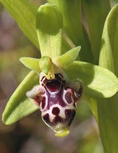 morio ssp. picta O. papilionacea ssp. O. holoserica ssp. holoserica heroica O. provincialis O.