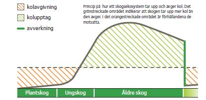 Skogens upptag och utsläpp av kol över en livscykel -