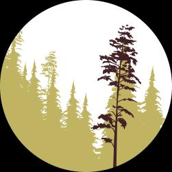 Till våra beslutsfattare Ett aktivt skogsbruk med produkter och energi från skogen gör en väsentlig och odiskutabel klimatnytta Den nordiska skogsbruksmodellen är
