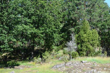 Västervik Tribbhult 1:3, del av Om Skog & Lantbruk Skog & Lantbruk är ett rådgivningsföretag som arbetar med följande tjänster inom jord och skog: - Fastighetsförmedling - Generationsskifte -