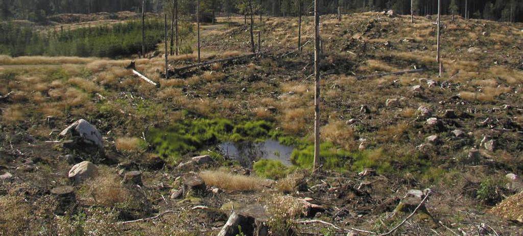 Tidpunkten på året då skogen avverkas kan tänkas ha betydelse för skaderisken. En hypotes är att avverkning på sommaren efter svärmning medför mindre skador av snytbagge.