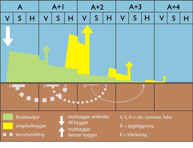 4. MÖJLIGHETER TILL ÅTGÄRDER - EN ÖVERSIKT Strategier mot snytbaggens skadegörelse måste grundas på ingående kunskap om snytbaggens ekologi och beteende samt om hur olika mänskliga ingrepp i skogen