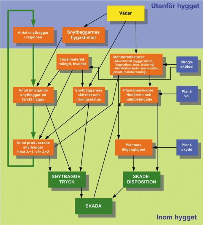 Figur 4:2. Modell som visar hur olika faktorer påverkar snytbaggens skadegörelse på planterade barrträdsplantor efter slutavverkning (efter Nordlander 1998). get och reproducerar sig där.