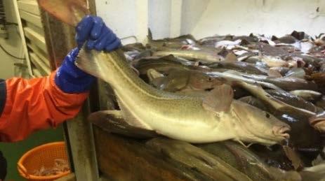 12 Ett fiskefritt område för skydd av torsk i Kattegatt Delrapport
