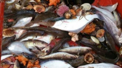 Ett fiskefritt område för skydd av torsk i Kattegatt.