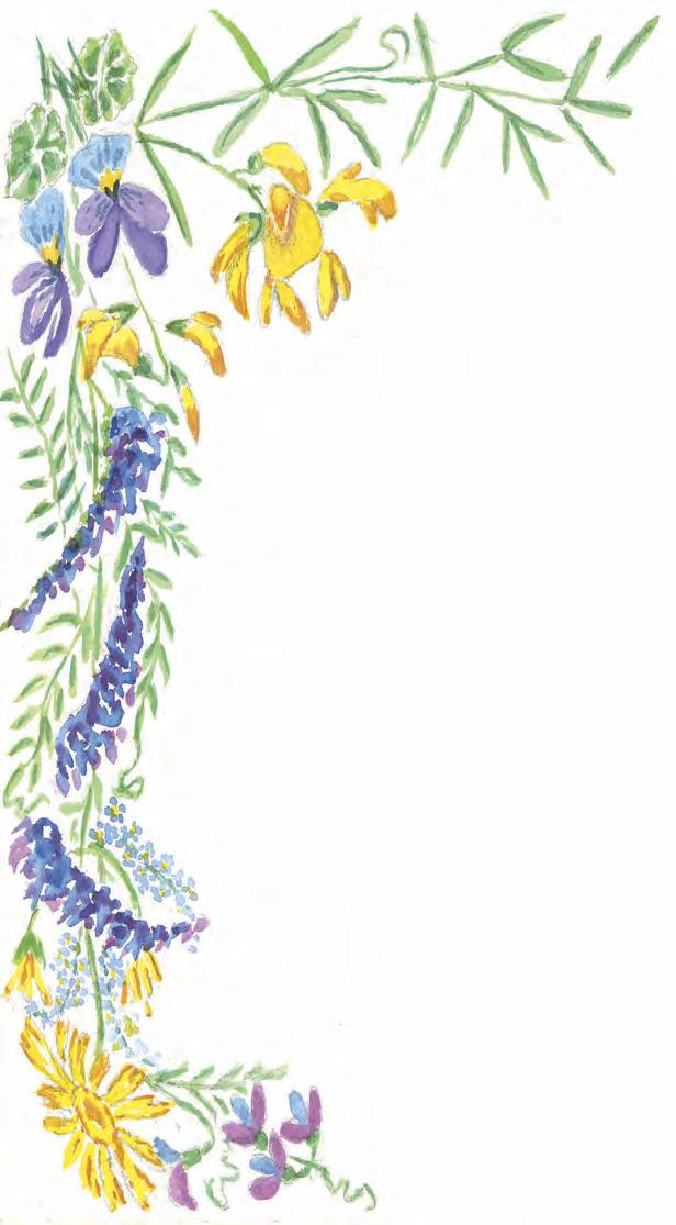 De vilda Blommornas Dag söndag 17 juni I samarbete med Svenska Botaniska Föreningen och med Naturskyddsföreningens kretsar i Halland Laholm Naturstigen utmed Smedjeån samling vid Ränneslövs kyrka,