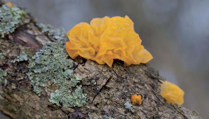 Svampens dag i Biskopstorp söndag 2 september Kremla, riska, sopp, skivling eller röksvamp. Hur ser de ut egentligen? Vad gör de för nytta? Går de att äta?