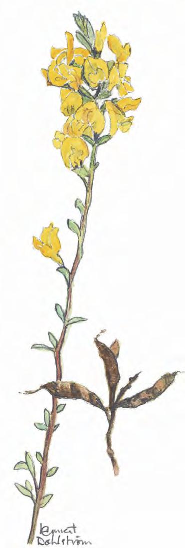 Kom ut och njut av Hallands botaniska rikedomar Både Linné och Selma Lagerlöf glömde Halland, men det tycker vi är orättvist.