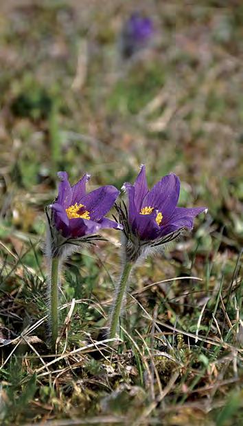 Floraväkterivandringar Vi har gemensamma floraväkterivandringar i Hallands kommuner. Att vara med på dessa är ett bra sätt att lära sig mer.