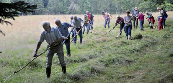 Kustgentiana lämplig regelbunden kreatursbetning. Fältgentiana lämplig regelbunden kreatursbetning efter blomning. Klockgentiana även här arbetar vi med ändrat betestryck och bränning.