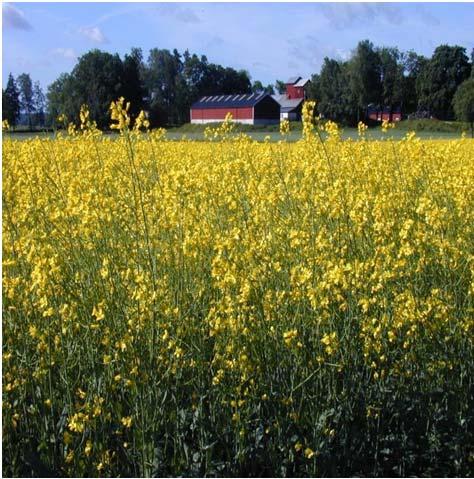 En ny gröda introduceras Raps och rybs blev populära