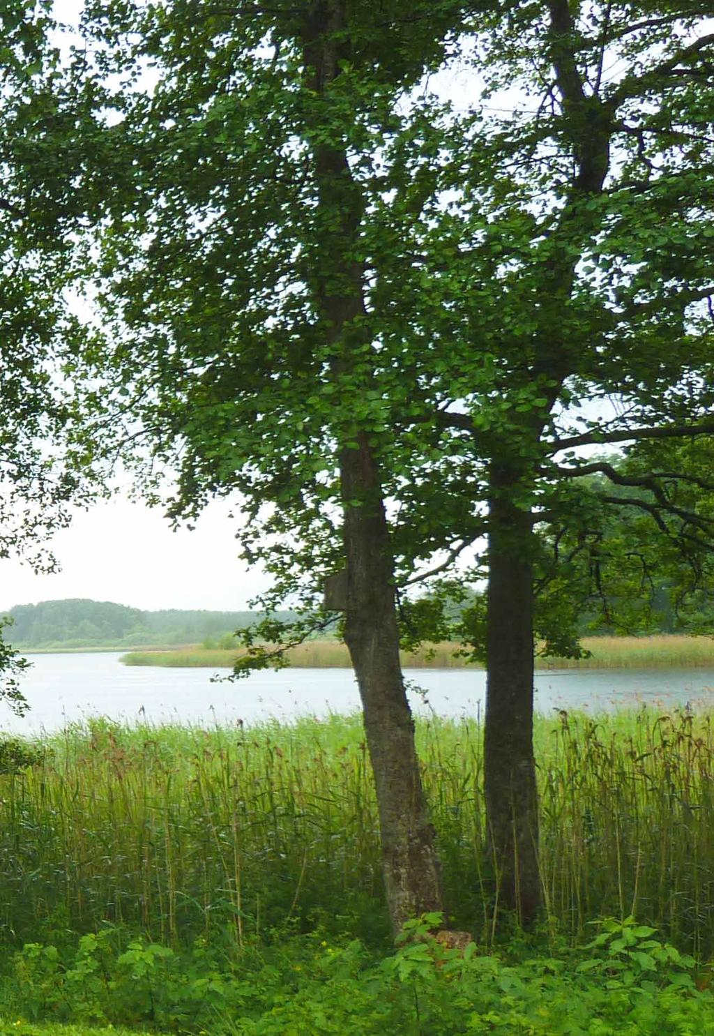 Mindre vattendrag, som är redovisade med enkeldragen linje i skala 1:10 000, på Lantmäteriets GSD - fastighetskartan, omfattas inte av det generella strandskyddet enligt beslut från länsstyrelsen