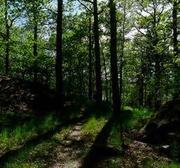lockskogen Grodängen Fågelviksbacken Magelungsvägen Idag Mellan Fågelviksbacken och Magelungsvägen planeras för ny bebyggelse. För bebyggelseområdet pågår ett detaljplanearbete.